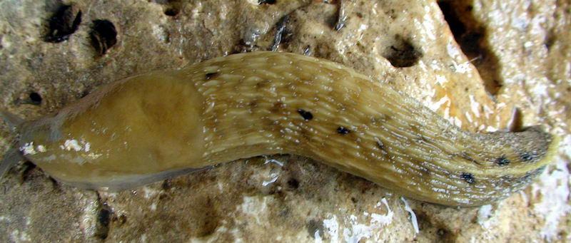 Limax grigio + Limax aldrovandi Moquin-Tandon 1855 degli Apuane
